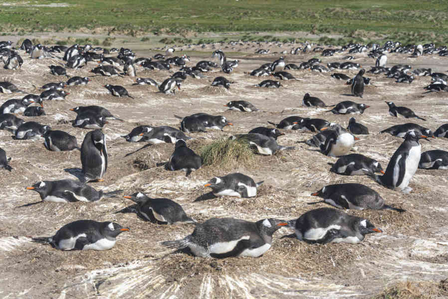 Pingüino Gentoo - islas Falkland o Malvinas 21.jpg